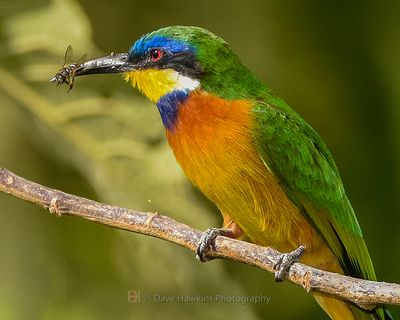 BLUE-BREASTED BEE-EATER