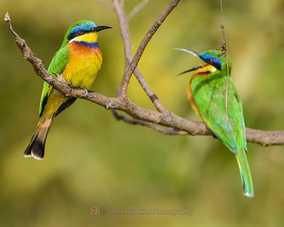 BLUE-BREASTED BEE-EATER