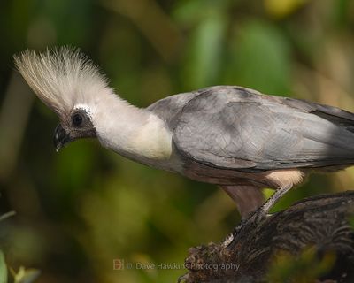 BARE-FACED GO-AWAY-BIRD