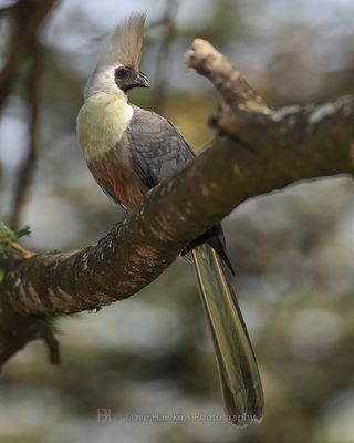 BARE-FACED GO-AWAY-BIRD