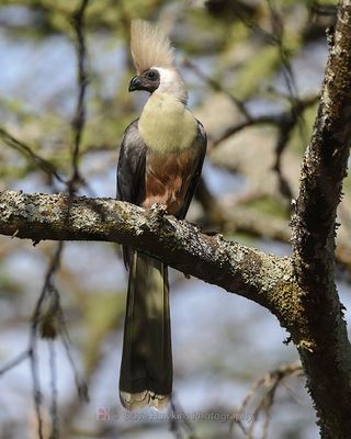 BARE-FACED GO-AWAY-BIRD