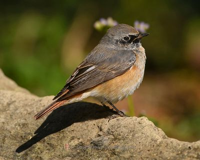 COMMON REDSTART