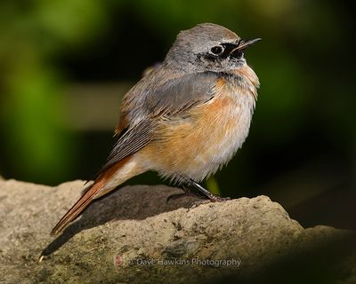 COMMON REDSTART