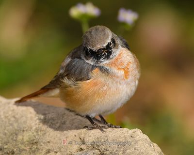 COMMON REDSTART