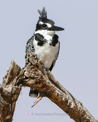 PIED KINGFISHER