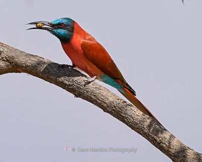 NORTHERN CARMINE BEE-EATER