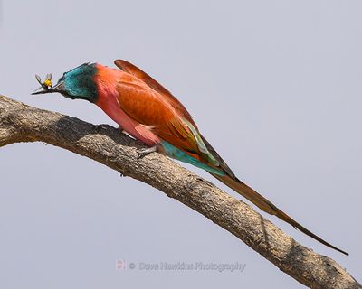NORTHERN CARMINE BEE-EATER