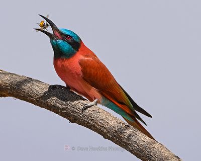 BEE-EATERS AND ROLLERS