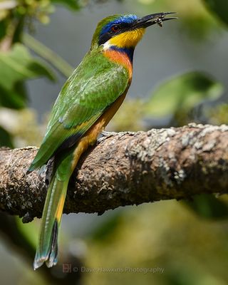 BLUE-BREASTED BEE-EATER