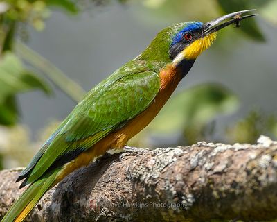 BLUE-BREASTED BEE-EATER
