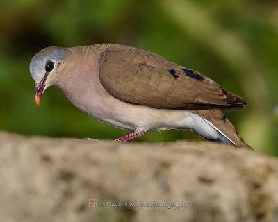 BLUE-SPOTTED WOOD DOVE