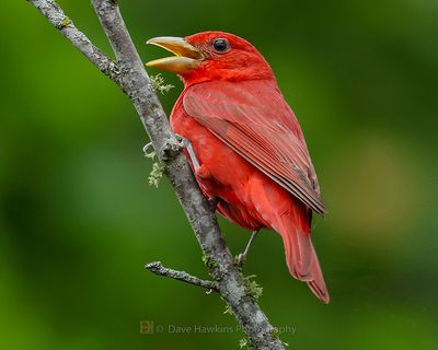 SUMMER TANAGER