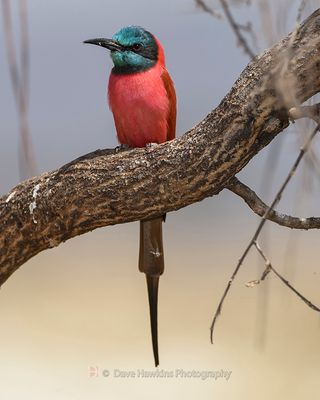 NORTHERN CARMINE BEE-EATER