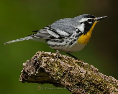 YELLOW-THROATED WARBLER