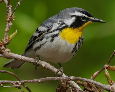 YELLOW-THROATED WARBLER