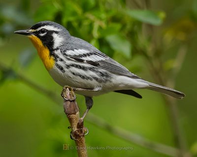 YELLOW-THROATED WARBLER