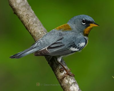 NORTHERN PARULA