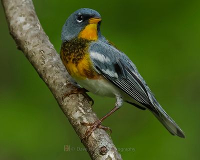 NORTHERN PARULA