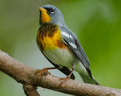 NORTHERN PARULA