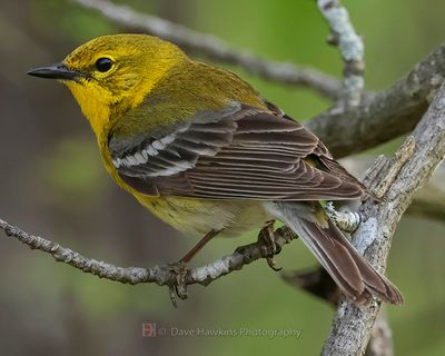 PINE WARBLER
