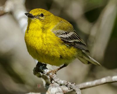 PINE WARBLER