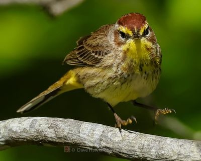 PALM WARBLER