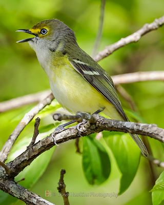 WHITE-EYED VIREO