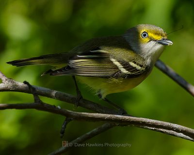 WHITE-EYED VIREO