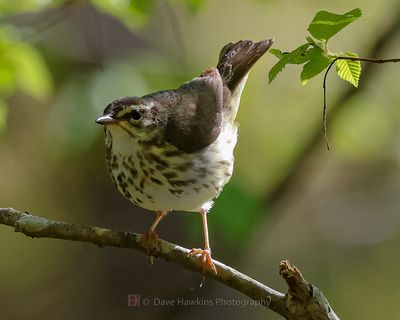 LOUISIANA WATERTHRUSH
