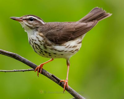 LOUISIANA WATERTHRUSH
