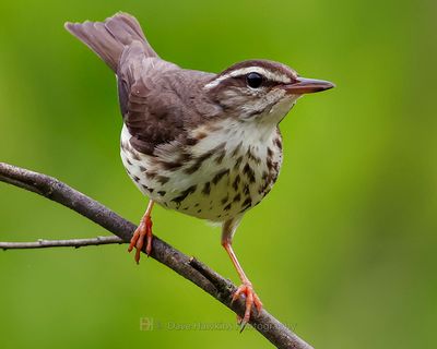 LOUISIANA WATERTHRUSH