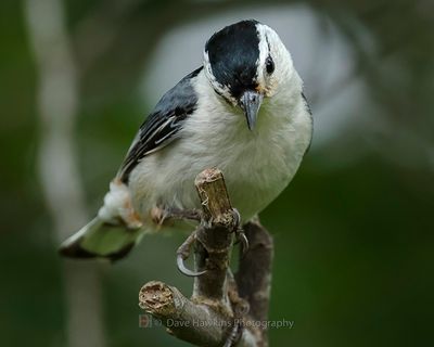 WHITE-BREASTED NUTHATCH