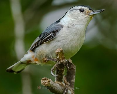 WHITE-BREASTED NUTHATCH
