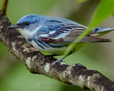 CERULEAN WARBLER