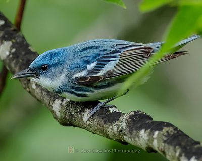 CERULEAN WARBLER