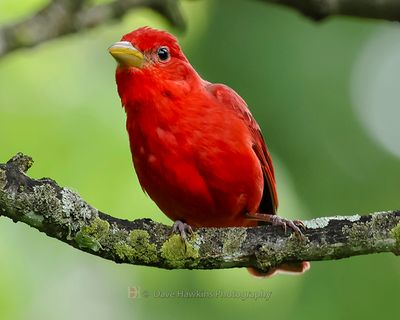 SUMMER TANAGER