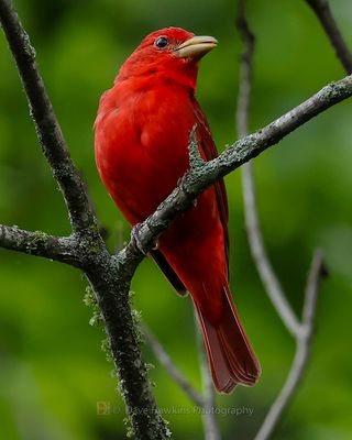 SUMMER TANAGER