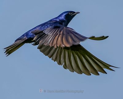 PURPLE MARTIN