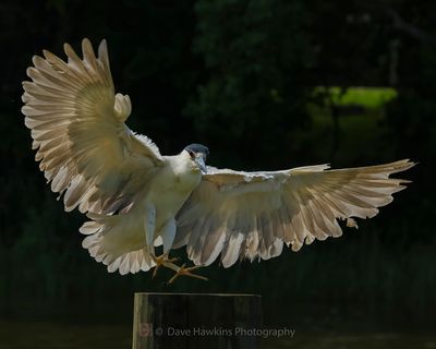 BLACK-CROWNED NIGHT HERON