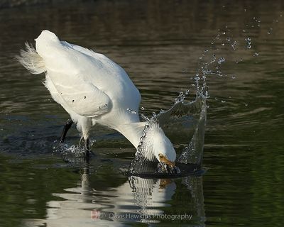 SNOWY EGRET