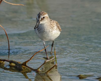 SEMIPALMATED SANDPIPER