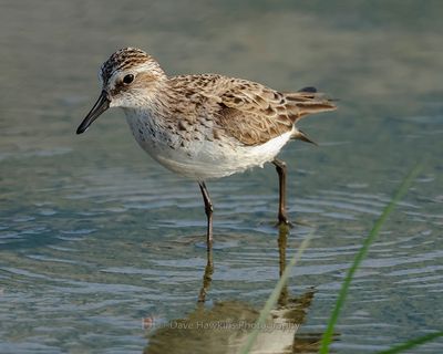 SEMIPALMATED SANDPIPER