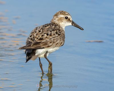 SEMIPALMATED SANDPIPER