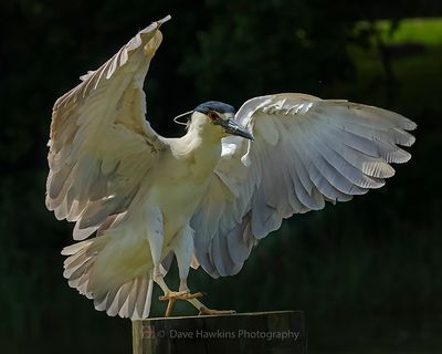 BLACK-CROWNED NIGHT HERON