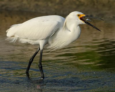 SNOWY EGRET