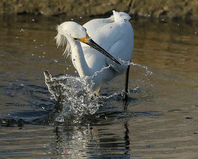 SNOWY EGRET