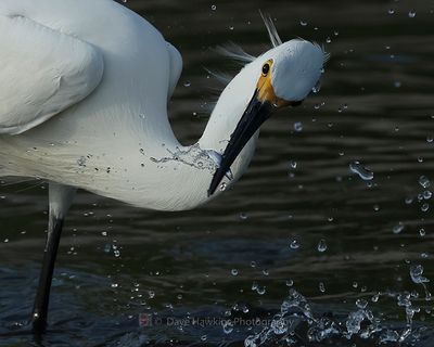 SNOWY EGRET