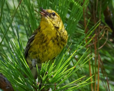 PINE WARBLER