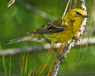 PINE WARBLER
