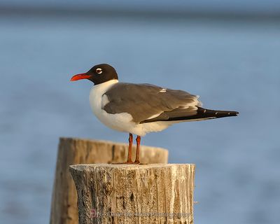 LAUGHING GULL